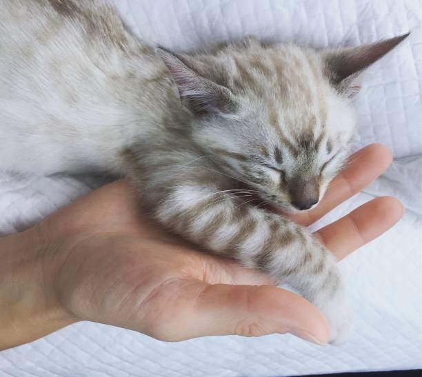 Seal Lynx Snow Bengal