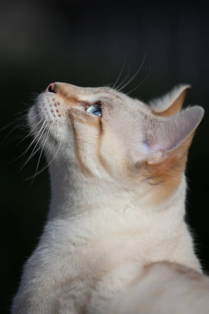 snow lynx bengal