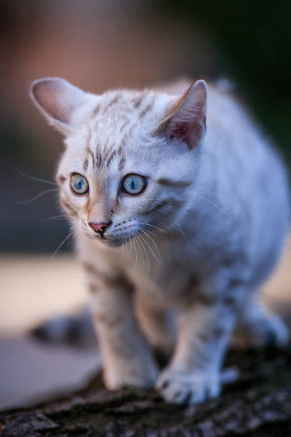 Seal Lynx Snow Bengal