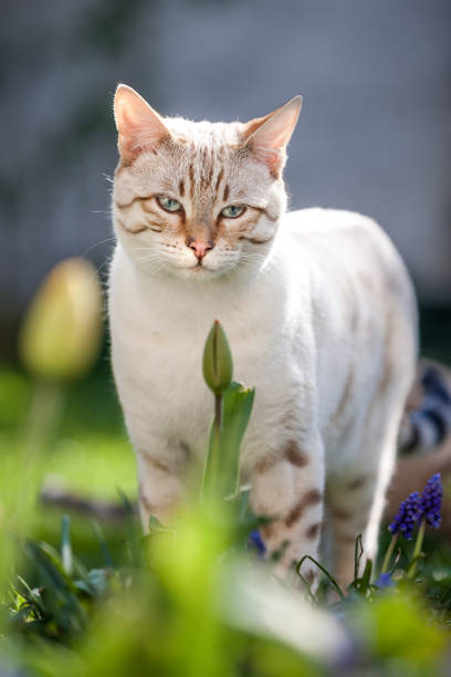 Bengal Cat Snow Lynx