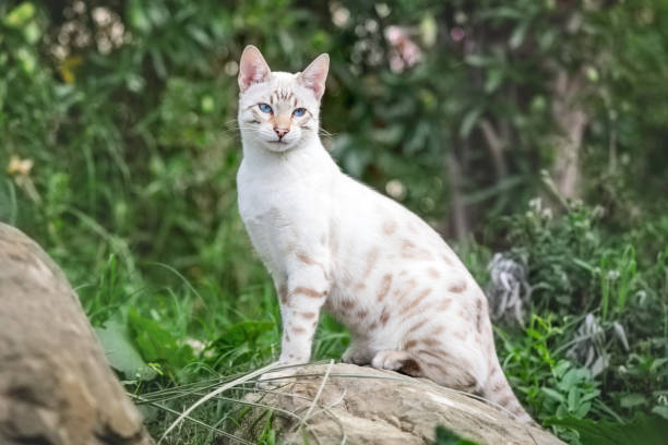 Snow Lynx Bengal Cats