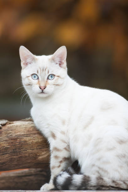 Silver Snow Lynx Bengal Cat