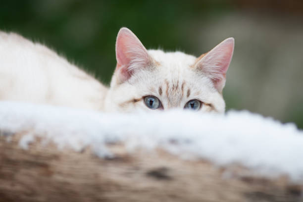 snow Bengal cat
