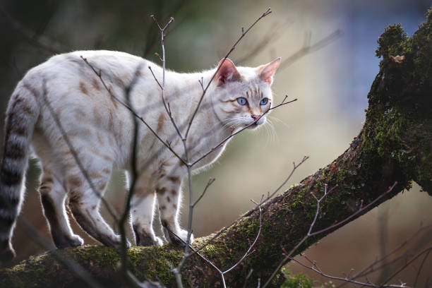 Bengal Cat Snow Lynx