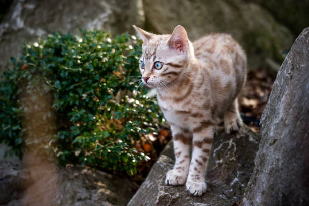 snow lynx bengal