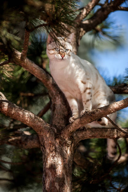 snow lynx bengal