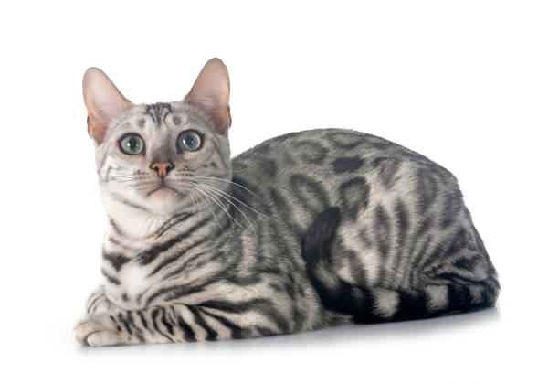 Bengal Kitten