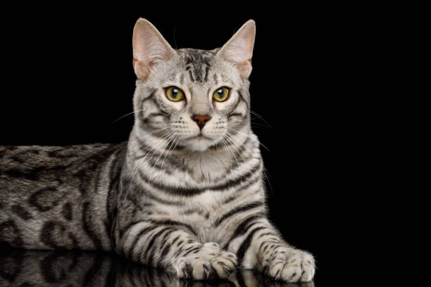 snow lynx bengal