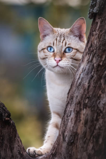 snow lynx bengal