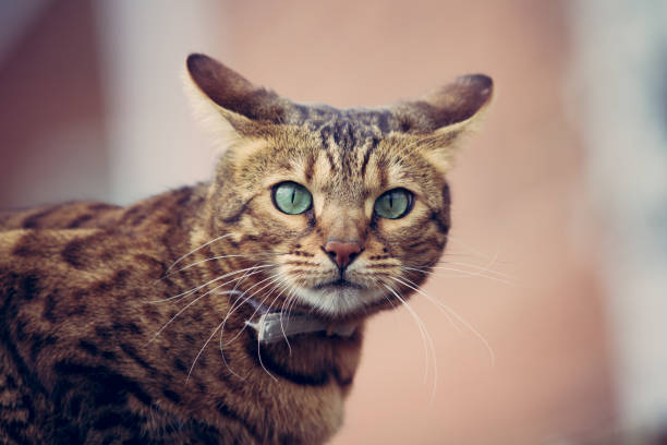 snow lynx bengal