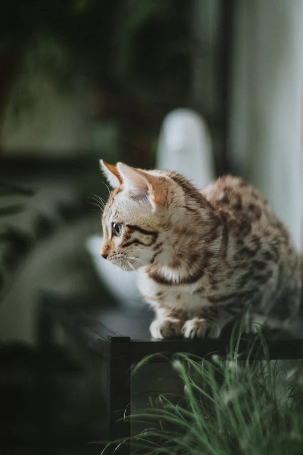 snow lynx bengal