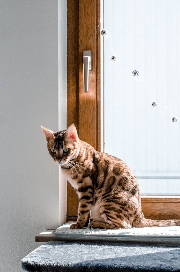 snow lynx bengal