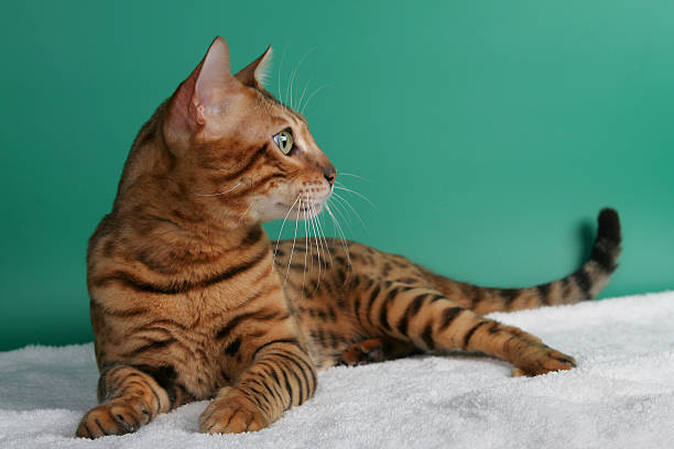 why do bengal cats have spots