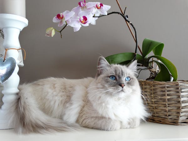 Are Orchids Toxic to Cats