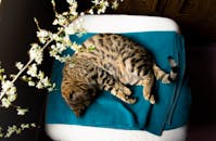 how much does a bengal cat cost