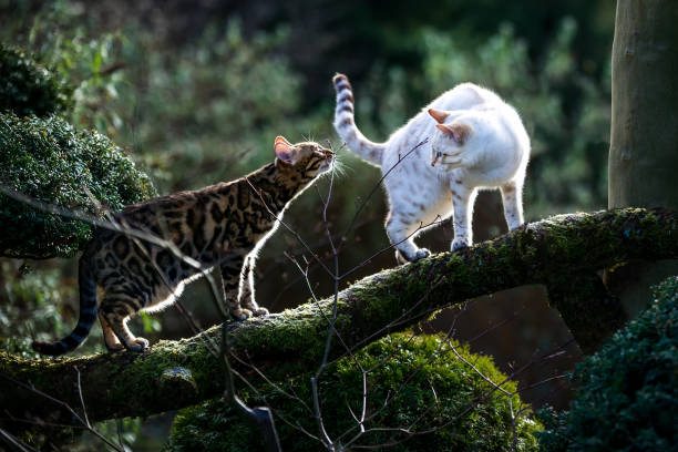 Snow mink vs snow Lynx Bengal
