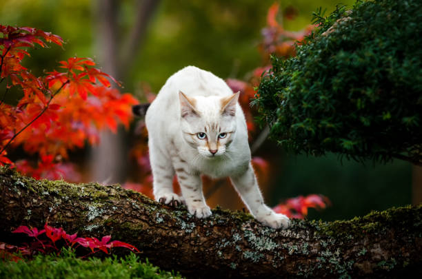 snow lynx bengal