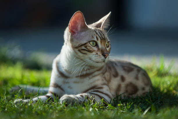 snow lynx bengal