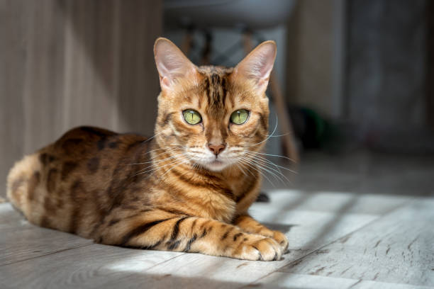 snow lynx bengal