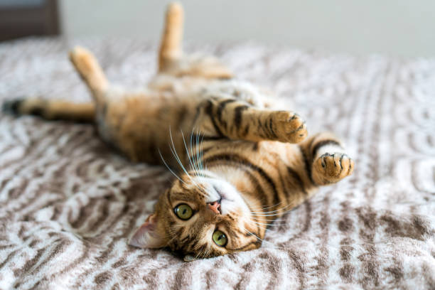 bengal cat montreal​