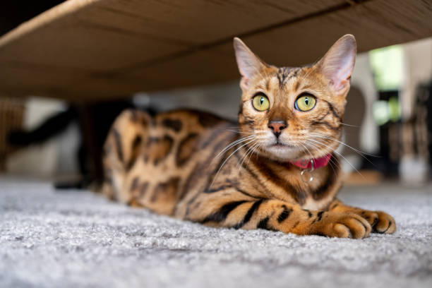 snow lynx bengal