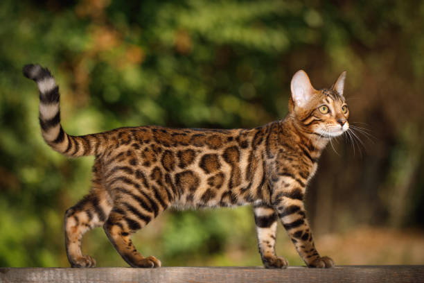 bengal cat montreal​
